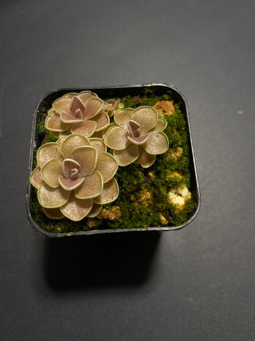 Pinguicula Debertianna (3 Sizes)