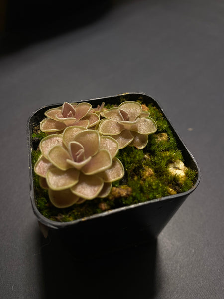 Pinguicula Debertianna (3 Sizes)