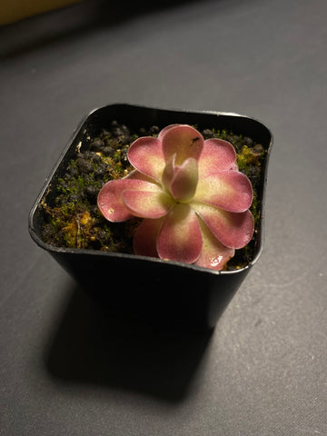 Pinguicula Johanna (3 Sizes)