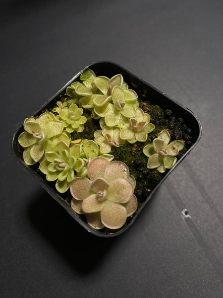 Pinguicula Debertianna (3 Sizes)
