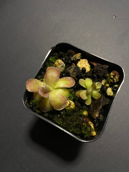 Pinguicula Johanna (3 Sizes)