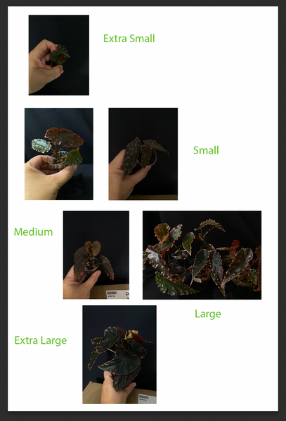 Begonia Darthvaderiana x Amphioxus (5 sizes)