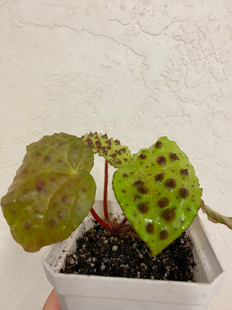 Begonia Melanobullata