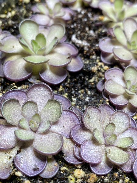 Pinguicula Cyclosecta (Purple Ping)