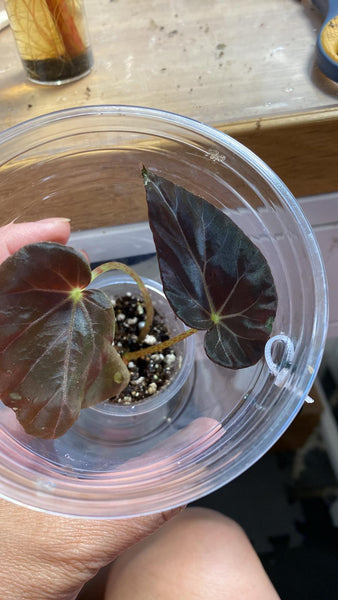 Begonia Burkillii Dark Form (Iridescent)