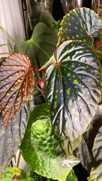 Begonia Kapuashuluensis x Chlorosticta