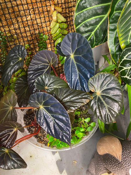 Begonia Burkillii Dark Form (Iridescent)