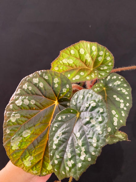 Begonia Erectocarpa