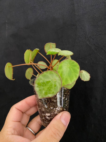 Begonia Scapigera