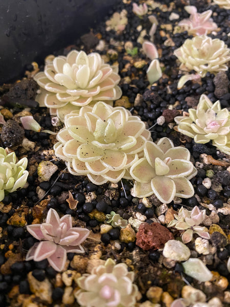 Pinguicula Ehlersiae Cotton Candy (3 Sizes)