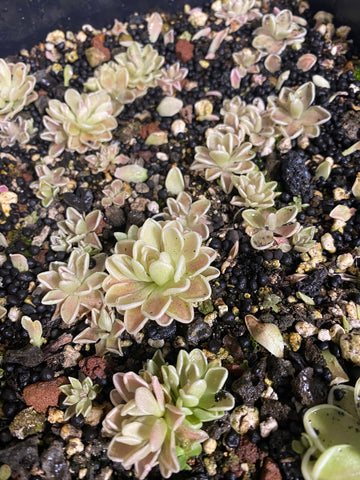 Pinguicula Ehlersiae Cotton Candy (3 Sizes)