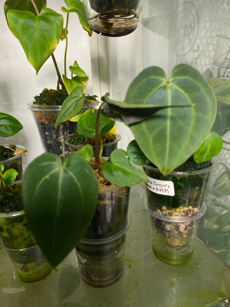 Anthurium Doc Block Michelle x Grant's (Besseae x BVEP) Large Seedlings