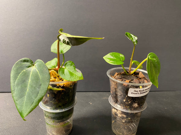 Anthurium Doc Block Michelle x Grant's (Besseae x BVEP) Large Seedlings