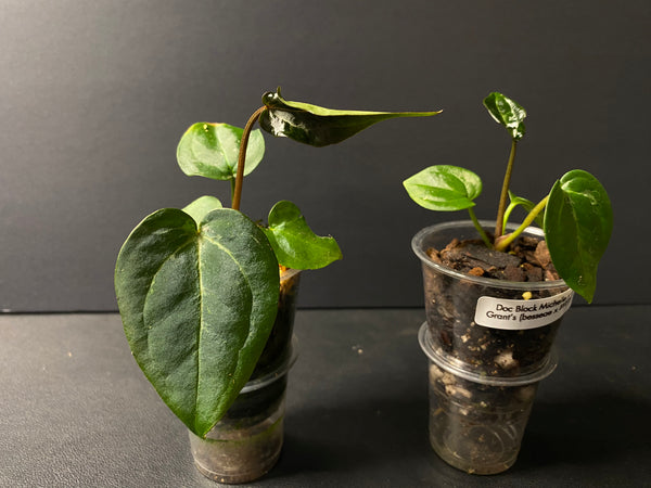 Anthurium Doc Block Michelle x Grant's (Besseae x BVEP) Large Seedlings