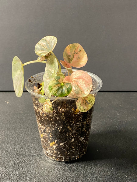 Peperomia Pink Lady