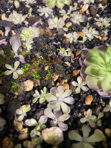 Pinguicula Cyclosecta (Purple Ping)