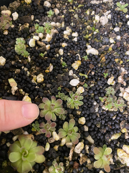 Pinguicula Johanna (3 Sizes)