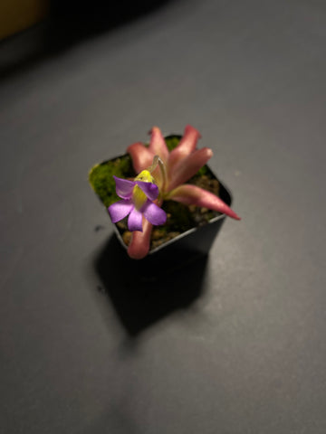 Pinguicula Agnata 'El Lobo' x Moctezumae