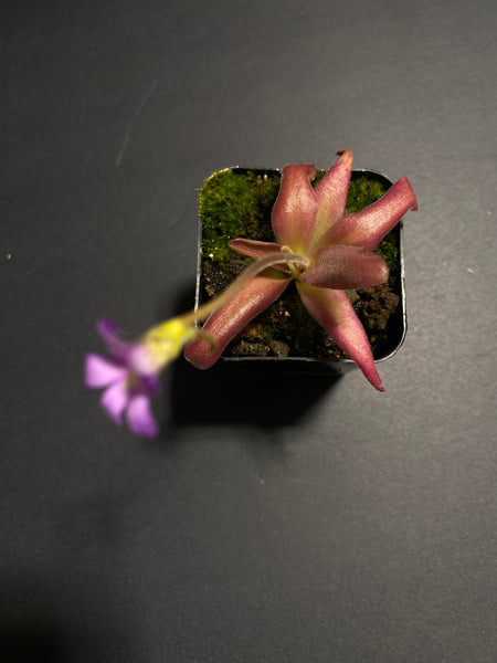 Pinguicula Agnata 'El Lobo' x Moctezumae