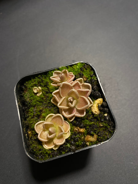 Pinguicula Ehlersiae (3 Sizes)