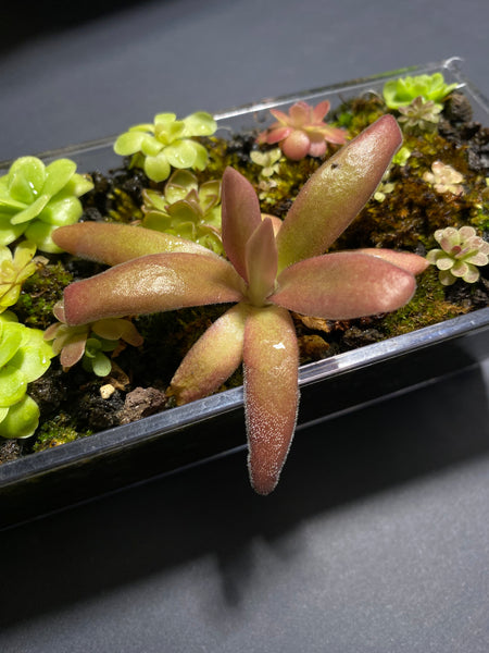 Pinguicula Agnata 'El Lobo' x Moctezumae