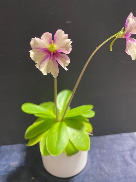 Pinguicula Razberry Blonde