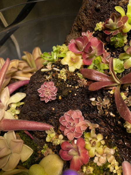 Pinguicula Gracilis (3 Sizes)