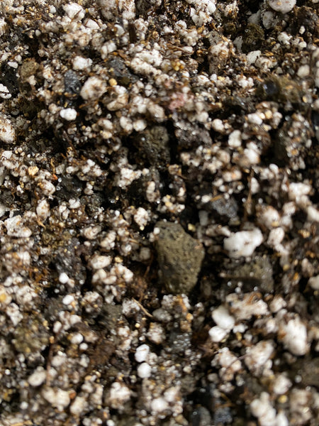 Pinguicula Soil / Substrate