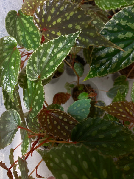 Begonia Kapuashuluensis x Chlorosticta