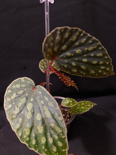 Begonia Kapuashuluensis x Chlorosticta