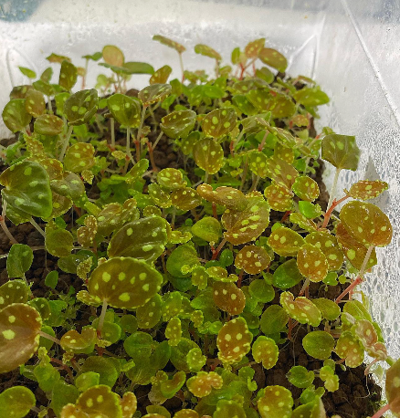 Begonia Chlorosticta (Red) Seeds