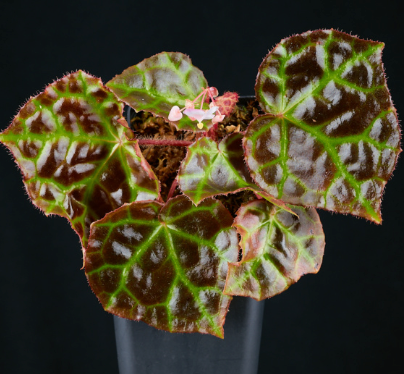 Begonia Rajah Seeds