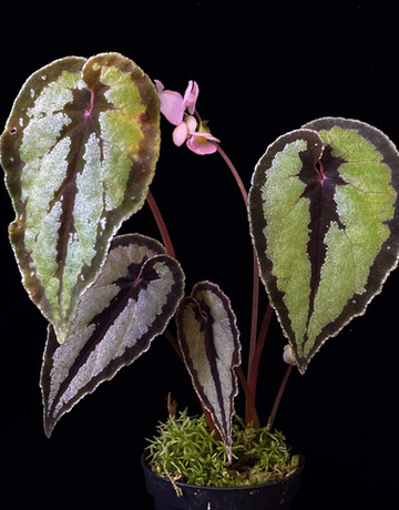 Begonia Dindhui Seeds