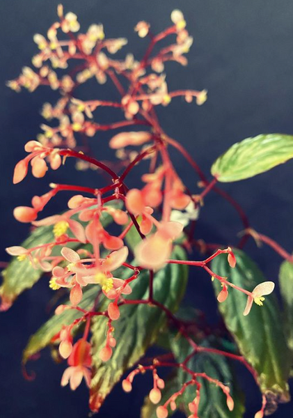 Begonia Kapuashuluensis Seeds