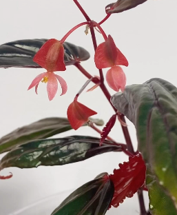 Begonia Kapuashuluensis Seeds