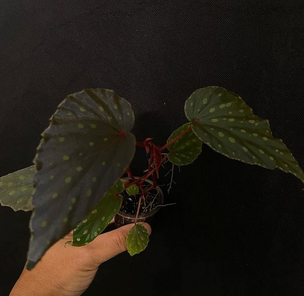 Begonia Kapuashuluensis x Chlorosticta