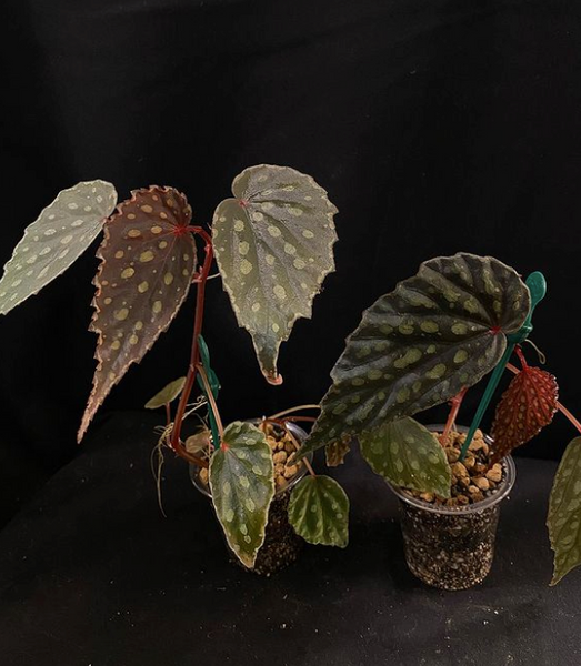 Begonia Kapuashuluensis x Chlorosticta