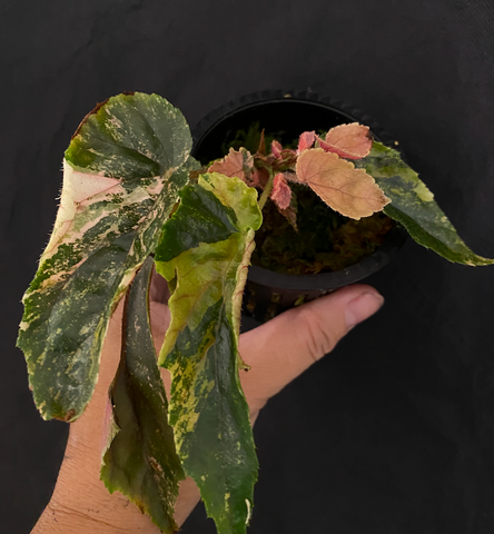 Begonia Ginny Galaxy Variegated