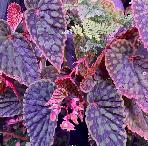 Begonia Chlorosticta (Red)