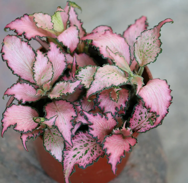 Fittonia Frankie (Pink Ruffles)