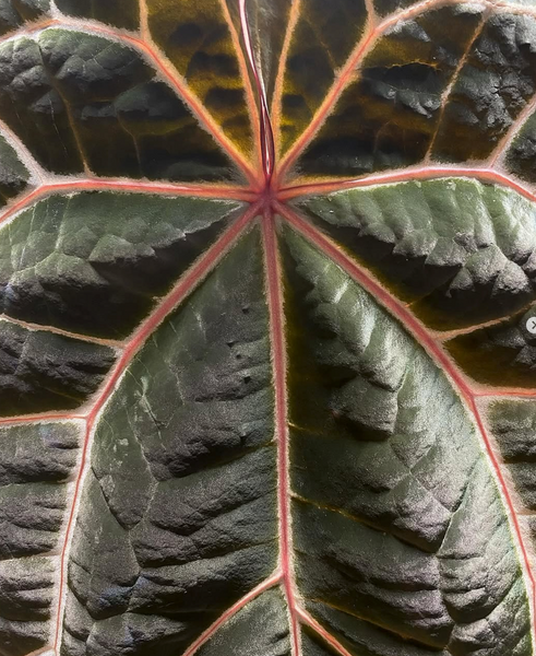 Anthurium Doc Block Michelle x Grant's (Besseae x BVEP) Large Seedlings