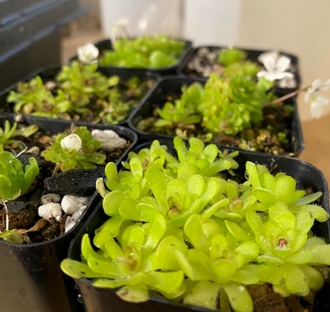 Pinguicula Gracilis (3 Sizes)