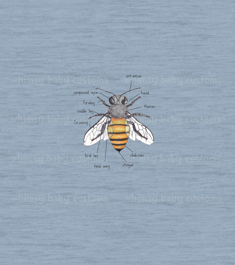 320 Child Panel Bee Anatomy