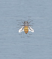 320 Child Panel Bee Anatomy
