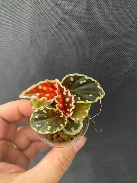 Begonia Umbrella x Begonia Dindhui Cross