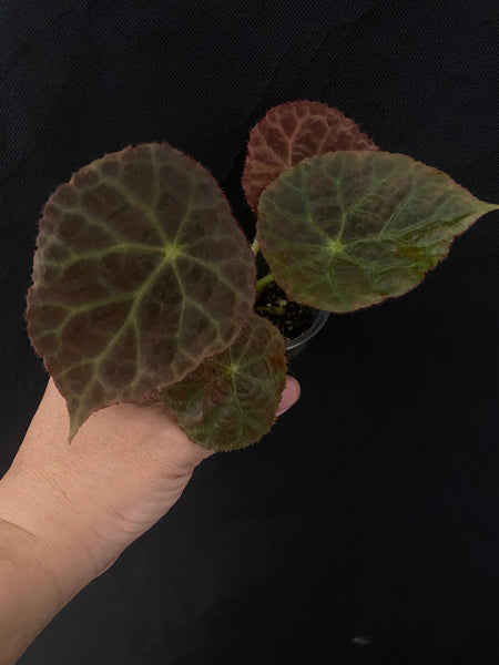 Begonia Goegoensis