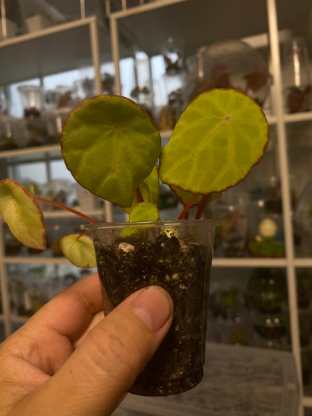 Begonia Scapigera