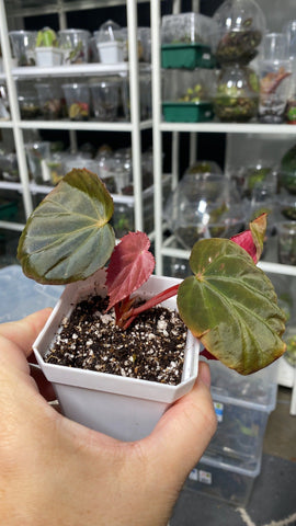 Begonia Pavonina Dark Form