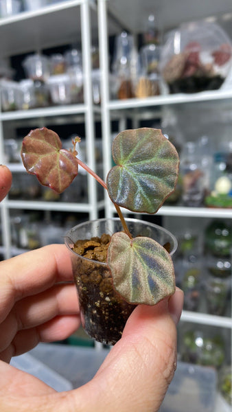 Begonia Sarawak