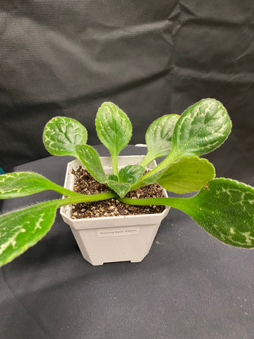 Primula Naine Argentine